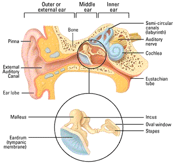 HumanKneads/ear_diagram.gif