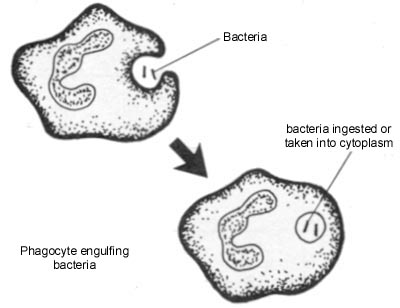 What is the action of a white blood cell engulfing a bacterium?